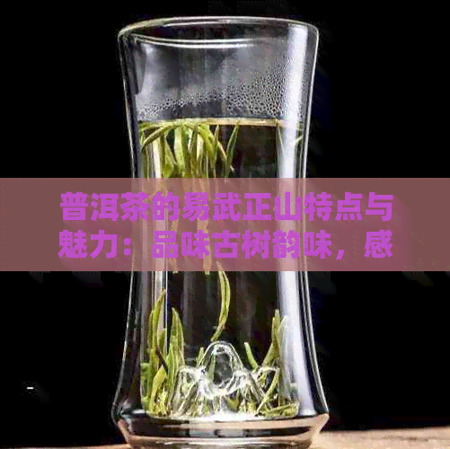 普洱茶的易武正山特点与魅力：品味古树韵味，感受大地气息