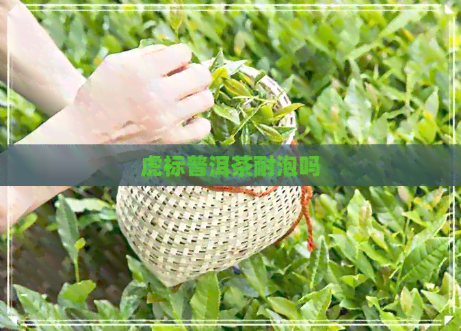 虎标普洱茶耐泡吗