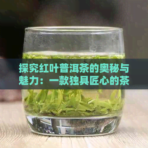 探究红叶普洱茶的奥秘与魅力：一款独具匠心的茶品解读