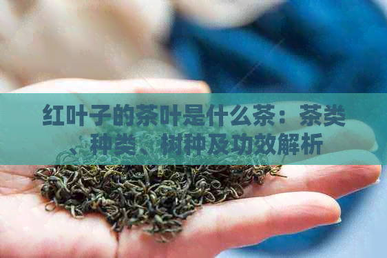 红叶子的茶叶是什么茶：茶类、种类、树种及功效解析