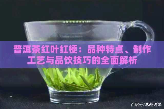 普洱茶红叶红梗：品种特点、制作工艺与品饮技巧的全面解析