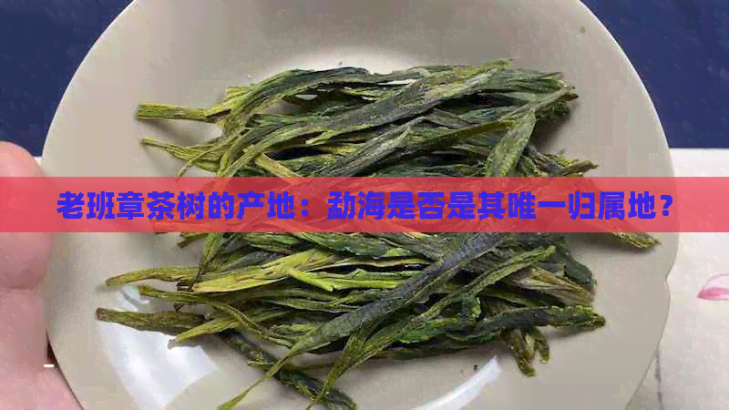 老班章茶树的产地：勐海是否是其唯一归属地？