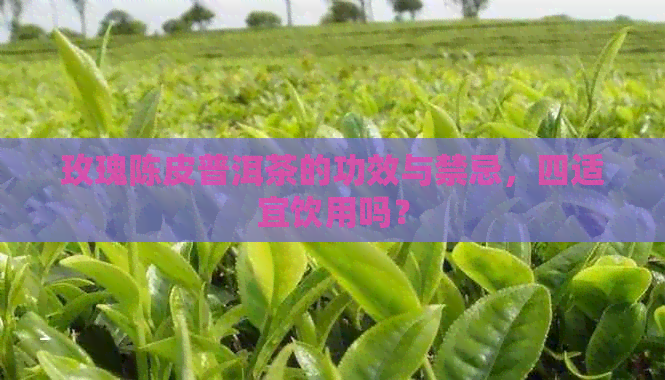 玫瑰陈皮普洱茶的功效与禁忌，四适宜饮用吗？