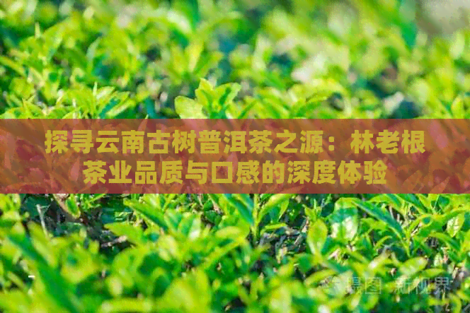 探寻云南古树普洱茶之源：林老根茶业品质与口感的深度体验