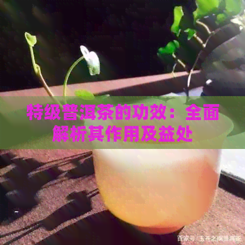 特级普洱茶的功效：全面解析其作用及益处