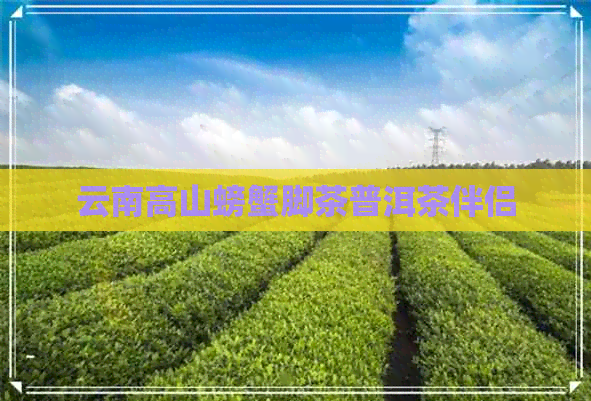 云南高山螃蟹脚茶普洱茶伴侣