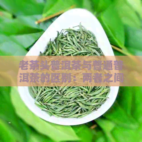 老茶头普洱茶与普通普洱茶的区别：两者之间的区别在哪里？