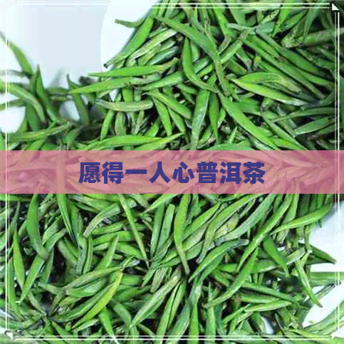 愿得一人心普洱茶