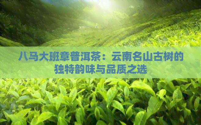 八马大班章普洱茶：云南名山古树的独特韵味与品质之选