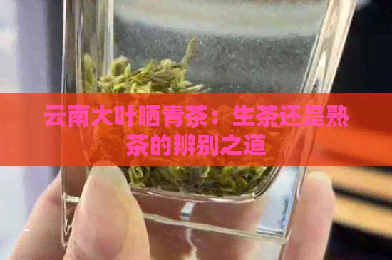 云南大叶晒青茶：生茶还是熟茶的辨别之道