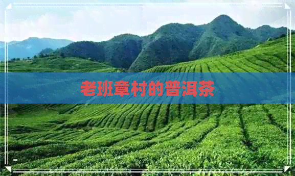 老班章村的普洱茶