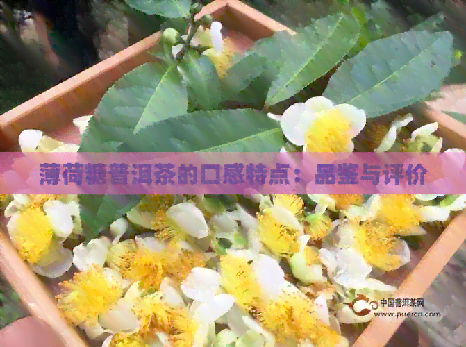 薄荷糖普洱茶的口感特点：品鉴与评价