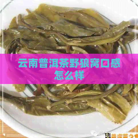 云南普洱茶野狼窝口感怎么样