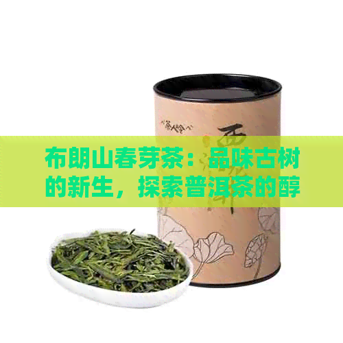 布朗山春芽茶：品味古树的新生，探索普洱茶的醇厚魅力