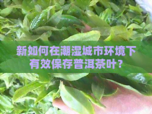 新如何在潮湿城市环境下有效保存普洱茶叶？