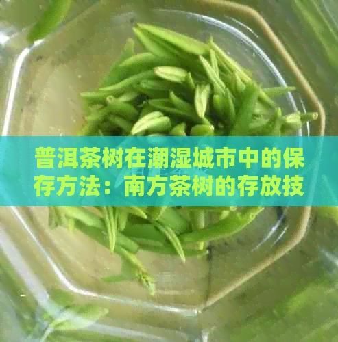 普洱茶树在潮湿城市中的保存方法：南方茶树的存放技巧