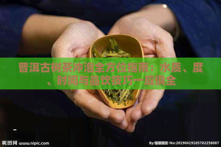 普洱古树茶冲泡全方位指南：水质、度、时间与品饮技巧一应俱全