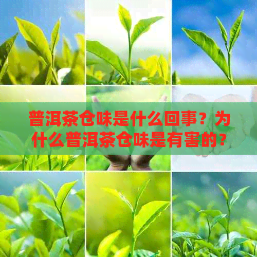 普洱茶仓味是什么回事？为什么普洱茶仓味是有害的？