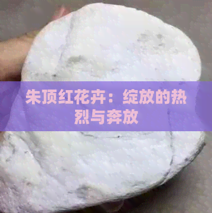 朱顶红花卉：绽放的热烈与奔放