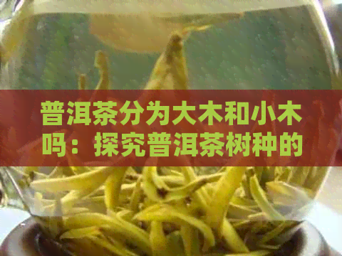 普洱茶分为大木和小木吗：探究普洱茶树种的分类及其影响。