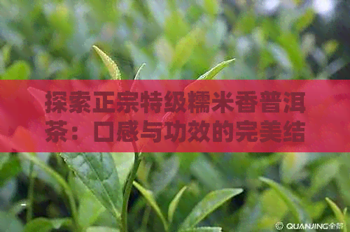 探索正宗特级糯米香普洱茶：口感与功效的完美结合，你会爱上它的好喝吗？