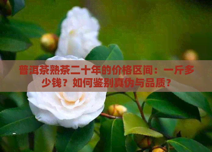 普洱茶熟茶二十年的价格区间：一斤多少钱？如何鉴别真伪与品质？