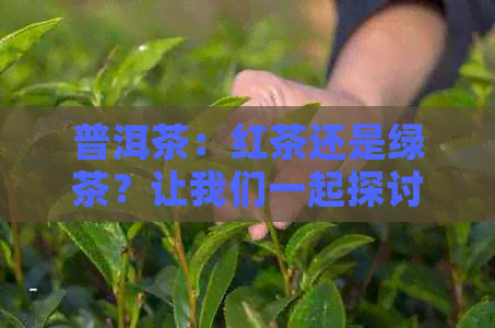 普洱茶：红茶还是绿茶？让我们一起探讨其独特的发酵工艺