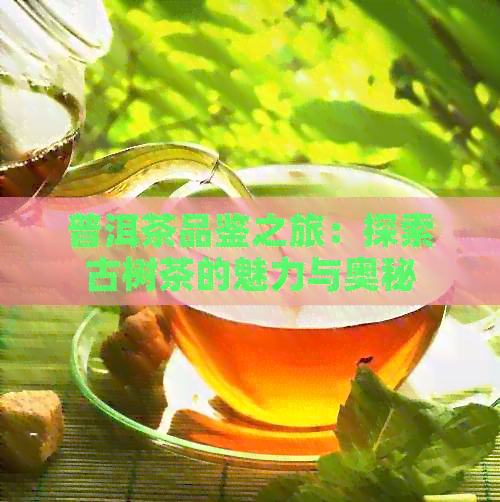 普洱茶品鉴之旅：探索古树茶的魅力与奥秘