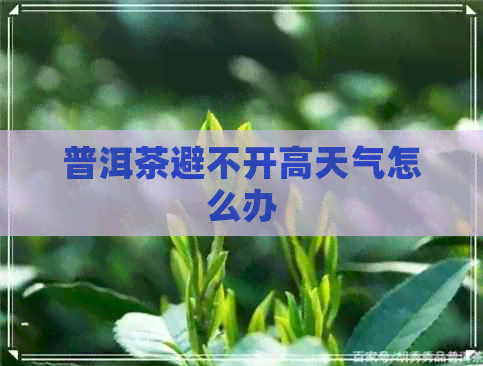 普洱茶避不开高天气怎么办