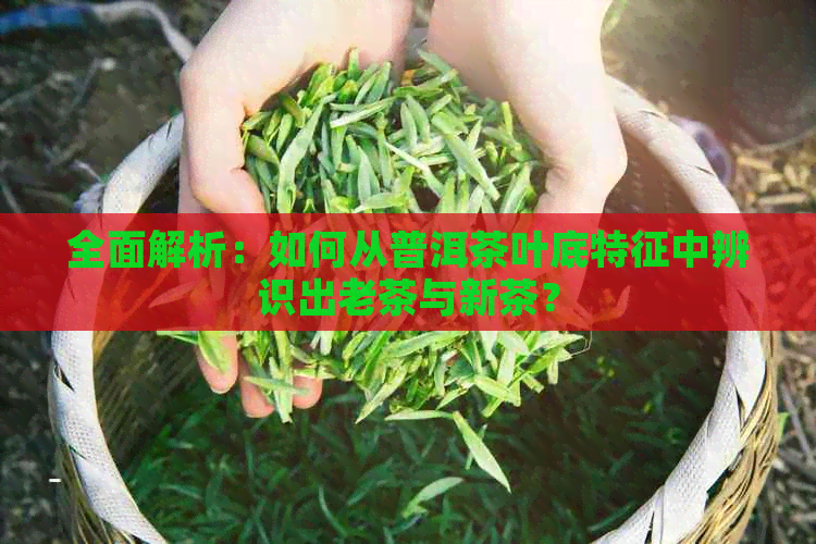 全面解析：如何从普洱茶叶底特征中辨识出老茶与新茶？