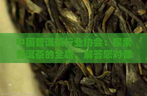 中国普洱茶行业协会：探索普洱茶的全貌，解答您对普洱茶的所有疑问