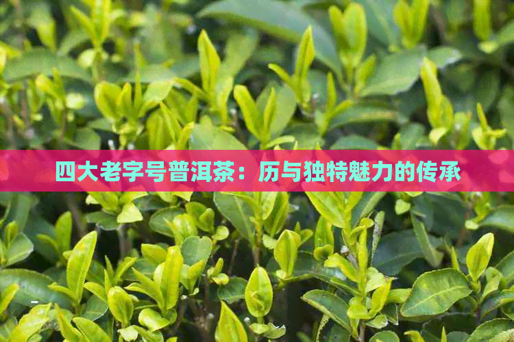 四大老字号普洱茶：历与独特魅力的传承