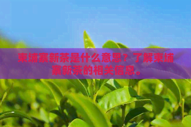 柬埔寨新茶是什么意思？了解柬埔寨新茶的相关信息。