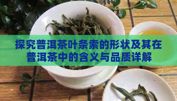 探究普洱茶叶条索的形状及其在普洱茶中的含义与品质详解