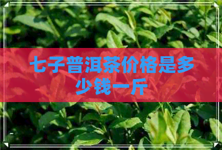 七子普洱茶价格是多少钱一斤