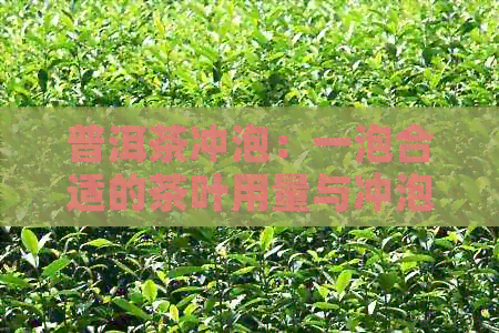 普洱茶冲泡：一泡合适的茶叶用量与冲泡技巧