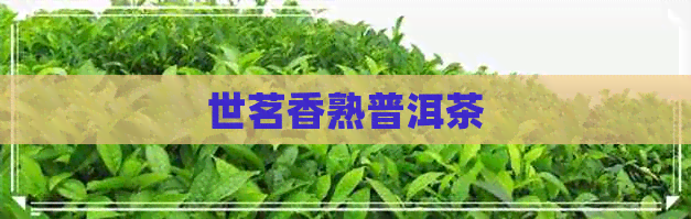 世茗香熟普洱茶