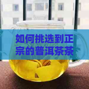 如何挑选到正宗的普洱茶茶叶罐头？购买指南大揭秘！