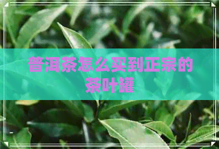 普洱茶怎么买到正宗的茶叶罐