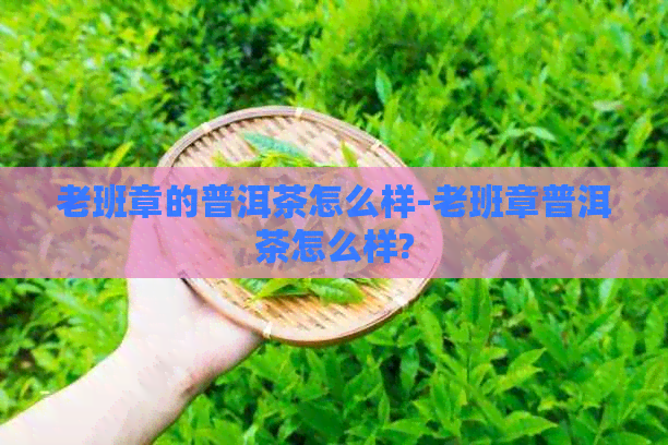 老班章的普洱茶怎么样-老班章普洱茶怎么样?