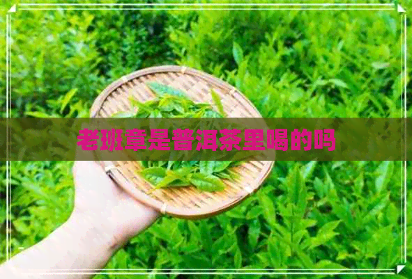 老班章是普洱茶里喝的吗