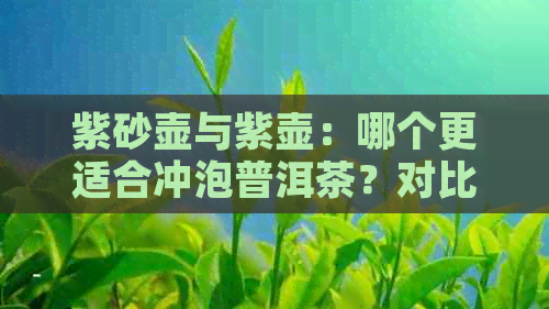 紫砂壶与紫壶：哪个更适合冲泡普洱茶？对比分析让你一目了然