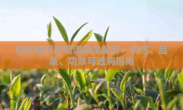 老曼峨班章普洱茶全解析：价格、品质、功效与选购指南