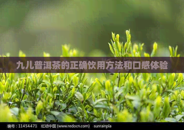 九儿普洱茶的正确饮用方法和口感体验