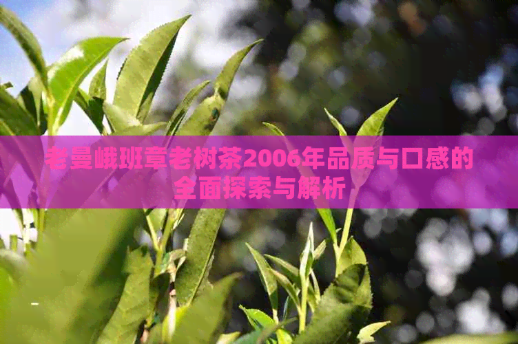 老曼峨班章老树茶2006年品质与口感的全面探索与解析