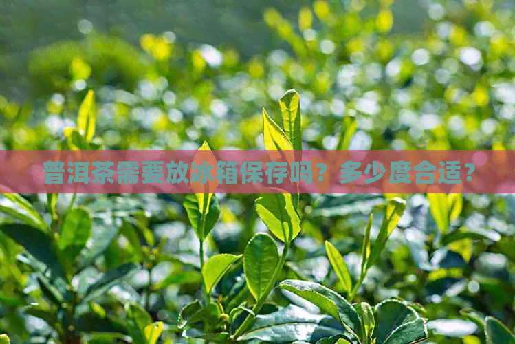 普洱茶需要放冰箱保存吗？多少度合适？