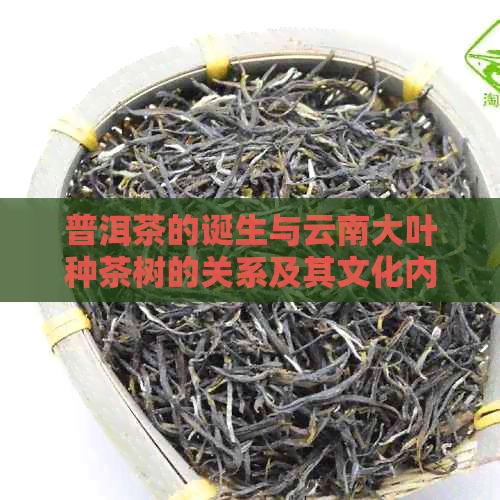 普洱茶的诞生与云南大叶种茶树的关系及其文化内涵