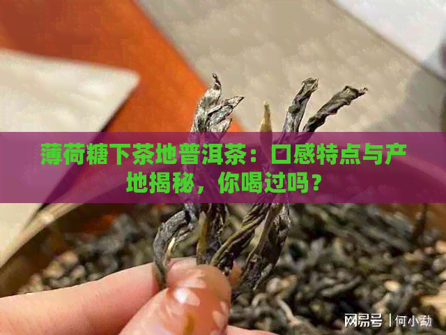 薄荷糖下茶地普洱茶：口感特点与产地揭秘，你喝过吗？