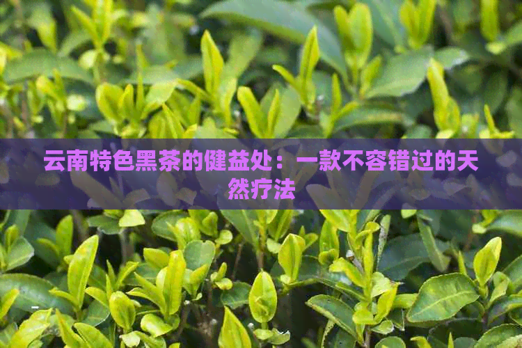 云南特色黑茶的健益处：一款不容错过的天然疗法