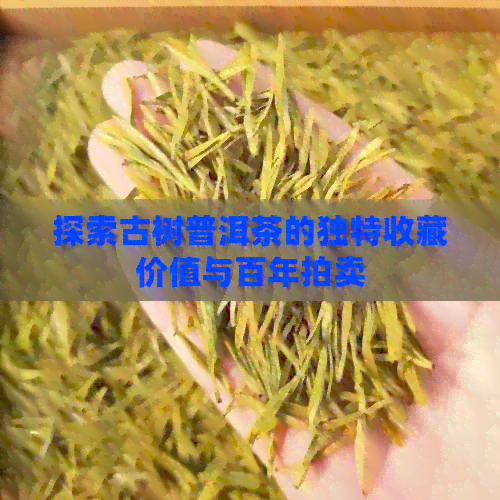 探索古树普洱茶的独特收藏价值与百年拍卖